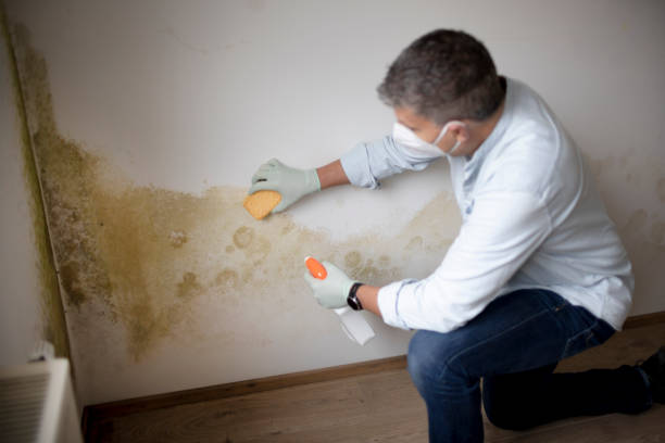 Best Mold Odor Removal Services  in Florence, TX